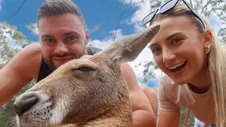 Meeting Kangaroos for the first time!! | Currumbin Wildlife Sanctuary