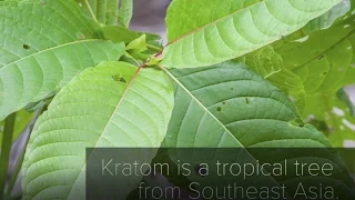 The Kratom Controversy