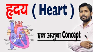 ह्रदय कैसे काम करता है ? ह्रदय की संरचना एवं कार्य | Human Heart & Its Function in Hindi