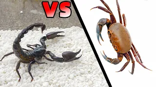 當饑餓的蠍子遇到兇猛螃蟹，看看誰更厲害？King Scorpion VS Crab Boss