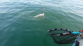 Successful Cob Fishing Trip to Saldanha Bay - Langebaan Lagoon