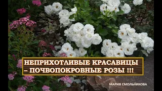 Неприхотливые красавицы - ПОЧВОПОКРОВНЫЕ РОЗЫ  !!! Сорта и особенности.