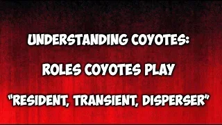 Understanding Coyotes:  Resident, Transient and Disperser Coyotes