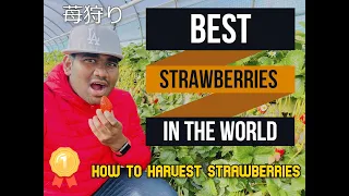 Japan Strawberry | Strawberry harvesting in Japan | Best strawberries | Japanese strawberry farm