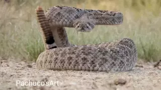 Western Diamondback Rattlesnake ready to strike