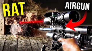 The BEST WAY TO GET RID OF RATS....airsoft (and the Minkman)