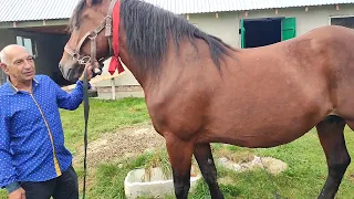 ПРОВІДАЛИ ДЯДЬКА ВАСИЛЯ🤝👍🤠/ПОНІ НА ПРОДАЖУ 💵