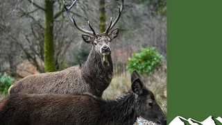 Killing deer at night – how Scotland is failing its wildlife – part 1