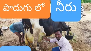 udder edema common problem in High Milk yeilders HF Cow