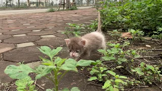 Adopting a 1-month-old kitten that was abandoned on the street