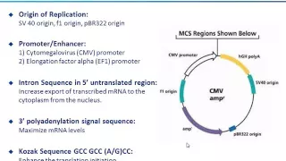 Stable cell line development for large scale antibody and protein production