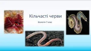 Біологія. Тварини. Кільчасті черви. Багатощетинкові, Малощетинкові черви. Дощовий черв’як. П’явки.