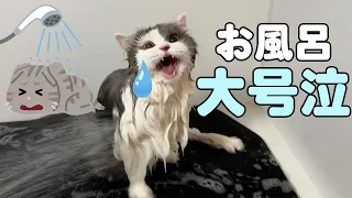 保護猫の【たまざぶ】がお風呂で大号泣！お風呂で泣きじゃくる猫の驚きの反応！！我が家の長毛猫をお風呂に入れてみた！