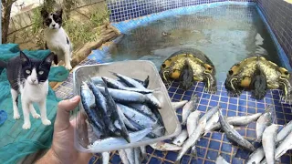 Doy 1 kg de sardinas a mis tortugas y los gatos ayudan a comérselas!!🐟😱