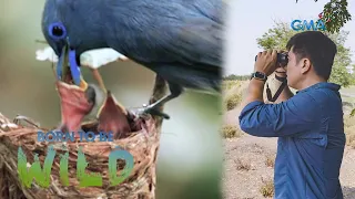 How does a short-billed brown dove look after its hatchling? | Born to be Wild