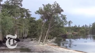 Sinkhole in Louisiana Swallows Trees - Caught on Tape 2013 | The New York Times