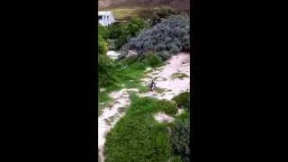 Penguin at Boulder Penguin Colony (South Africa) part 2