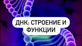 ДНК.Строение и функции. Как все понять и запомнить? Нуклеотиды. Хромосомы, гены, хроматин. ЕГЭ|ОГЭ