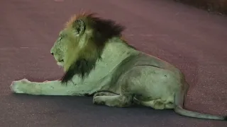 LION's COURTING (Casanova, Casper's brother and lioness from the Satara Pride) Kruger National Park