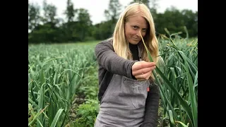 Feeding Garlic in Early Summer