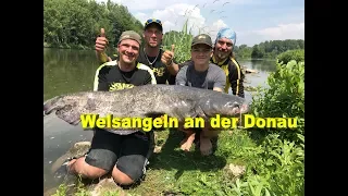 Welsangeln an der Donau / Waller Workshop / Köderfisch, Wallerholz, Tauwurm, U-Pose mit Stefan Seuß