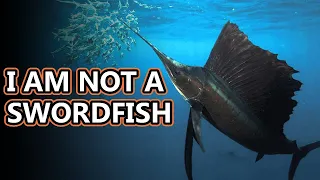 Marlin facts: also swordfish facts | Animal Fact Files