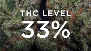 CRESCENDO Strain Profile - THC DESIGN