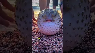 The Most Patient Pufferfish Ever 😲