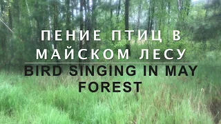 Пение птиц в майском лесу.  Для тех кто дома.
