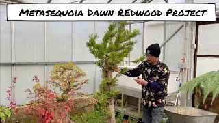 Metasequoia Dawn Redwood Project