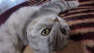 😻ОЧЕНЬ КРАСИВАЯ КОШКА ХЛОЯ Шотландская Вислоухая 🐱 Dear Cat Scottish Fold