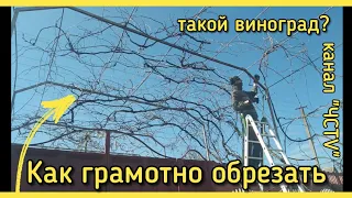 Обрезка винограда НА АРКЕ СТАРОГО или как обрезать виноград АРОЧНЫЙ ЗАПУЩЕННЫЙ.