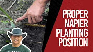 PROPER NAPIER PLANTING POSITION