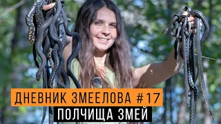 ПОЛЧИЩА змей: ужи или ГАДЮКИ? — Дневник змеелова #17 / Змеелов - ученый