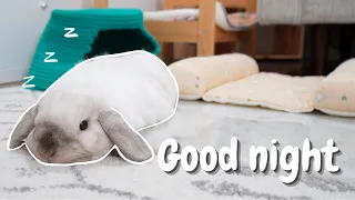 My Bunny Night Time Routine