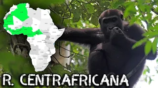 🇨🇫Ep.24 - Am ABANDONAT-O pe Miorița! Prin junglă cu gorilele (Rep. Centrafricana)