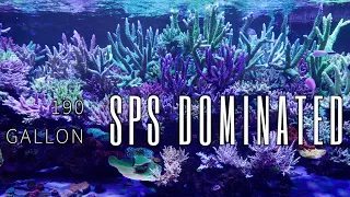 1 YEAR OLD?! 190G SPS Dominated Reef Tank Tour!