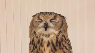 Owl's sneeze