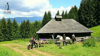 STÂNĂ din muntele ZĂBAVA | Întâmplări cu LUPI și URȘI | Tocăniță de IED delicioasă-SUPER VIDEO 2022