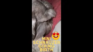 Mini Schnauzer dog giving birth 😃🥰 #babydog #cutedog