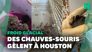 Avec la tempête aux États-Unis, les chauves-souris  gèlent et tombent comme des mouches