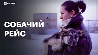 Buryatia hounds. How people are saving dogs from being legally killed in Russia