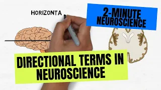 2-Minute Neuroscience: Directional Terms in Neuroscience