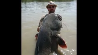 Big Catfish  Wels 100kg  pesca Siluro "Waller"