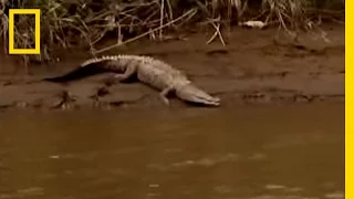 Blind-Croc Mystery | National Geographic