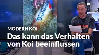 Shindu aus Hawaii hat eine Frage | Modern Koi Blog #6634