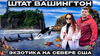 Что посмотреть в штате Вашингтон? ОХОТИМСЯ ЗА КОСАТКАМИ Экзотические пляжи ПАРК ОЛИМПИК