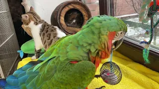 Parrot Charlie and Cats.Попугай Чарли и Коты.