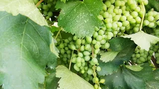 Grapevine with baby grapes   vine with small grape berries