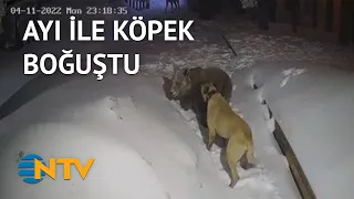 @NTV Uludağ’da ayı ile köpeğin boğuşması kameralarda